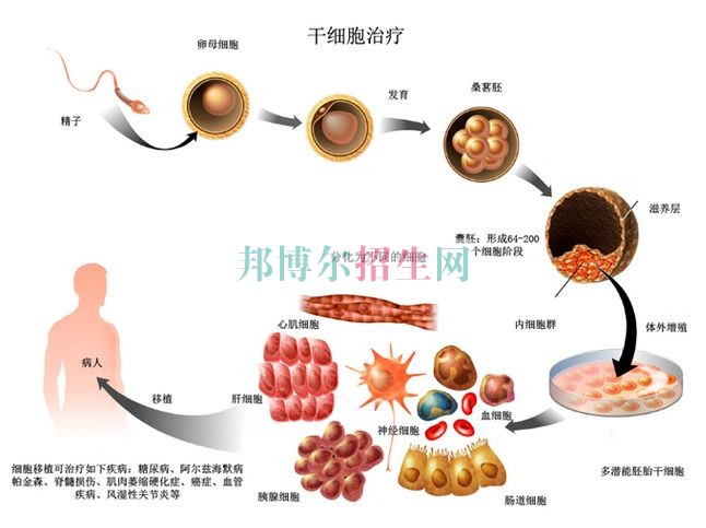 成都臨床醫(yī)學多少錢